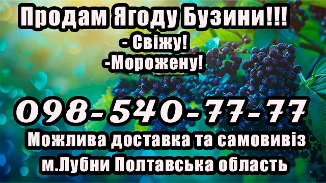 Продажа бузины оптом и в розницу! Цена договорная- фото № 1