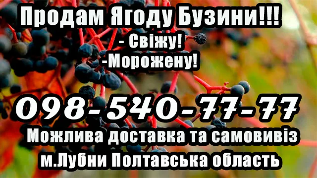 Продаж свіжої та замороженої ягоди бузини від підприємства- фото № 1