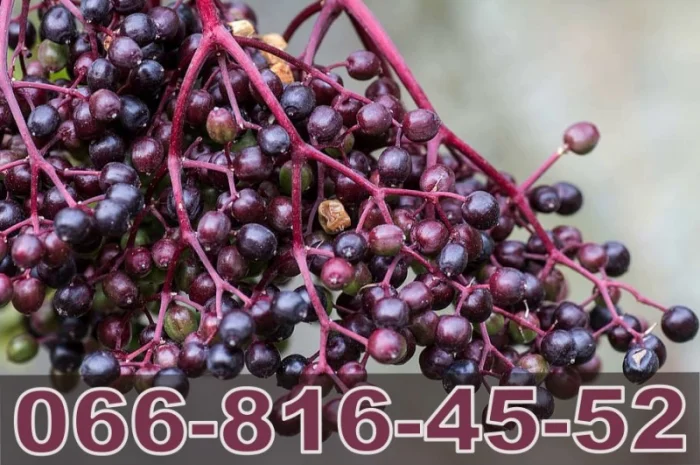 Компанія переробник "Лубни Торг" купує бузину! Найвищі ціни- фото № 1