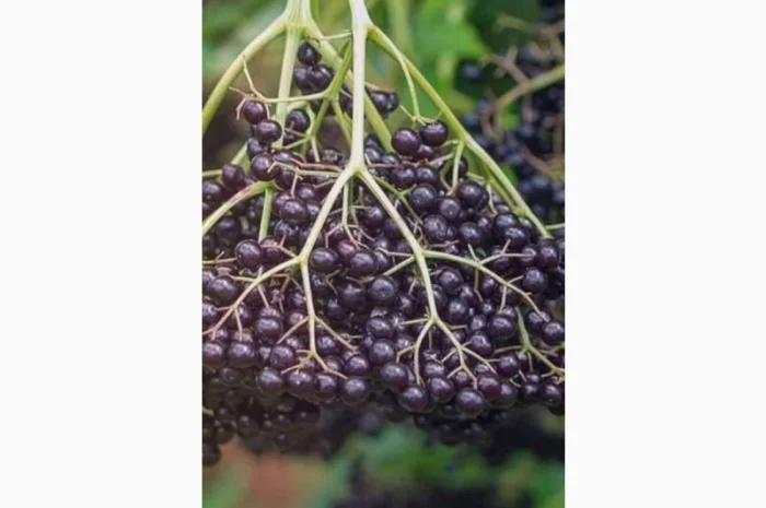 СТАБИЛЬНО Закупаем от населения ягоду Бузины.Дорого- фото № 1