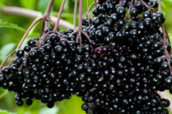 Куплю бузину на заморозку- фото № 1