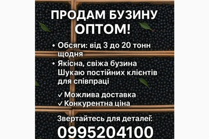 Продажа бузины оптом в любом объёме- фото № 1