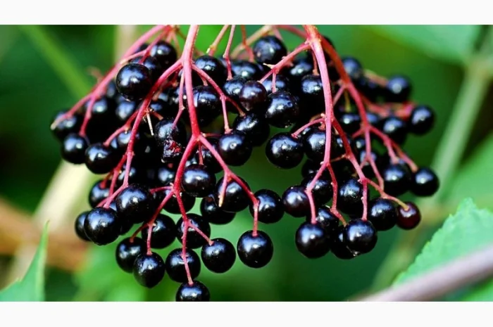 Купимо бузину- фото № 1