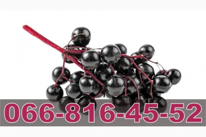 Закупівля бузини оптом за високими цінами- фото № 1