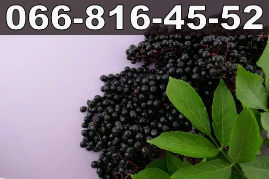 Підприємство закуповує бузину на постійній основі- фото № 1