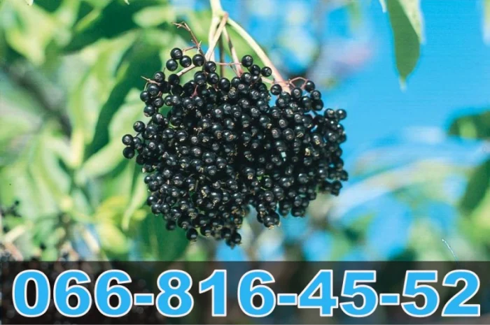 Постоянно покупаем бузину на бочку- фото № 1