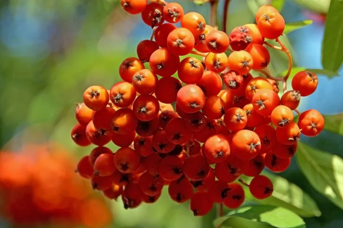 Купим сушеные плоды Бузины.красной рябины.шиповник.боярышник.ТОЛЬКО СУХИЕ плоды- фото № 2