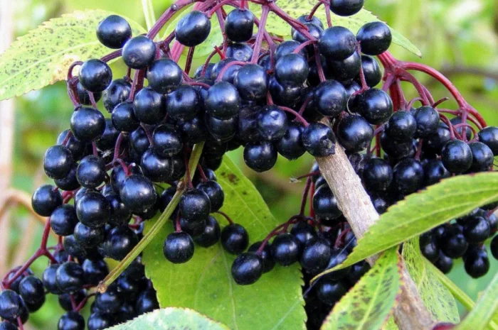 Купим сушеные плоды Бузины.красной рябины.шиповник.боярышник.ТОЛЬКО СУХИЕ плоды- фото № 1