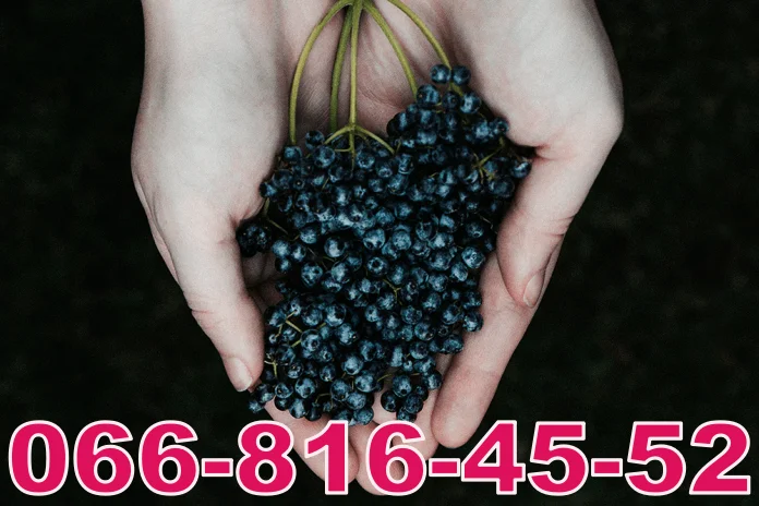 Закупаем бузину оптом и в розницу! Возможен самовывоз- фото № 1