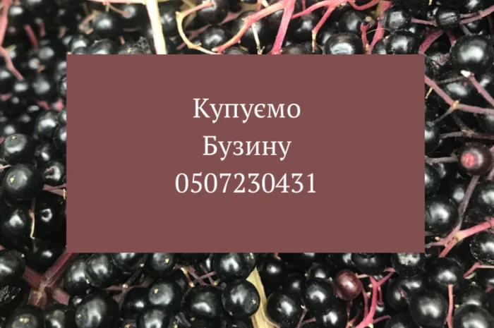 На постійній основі купуємо ягоди бузини на гроні спілу- фото № 1