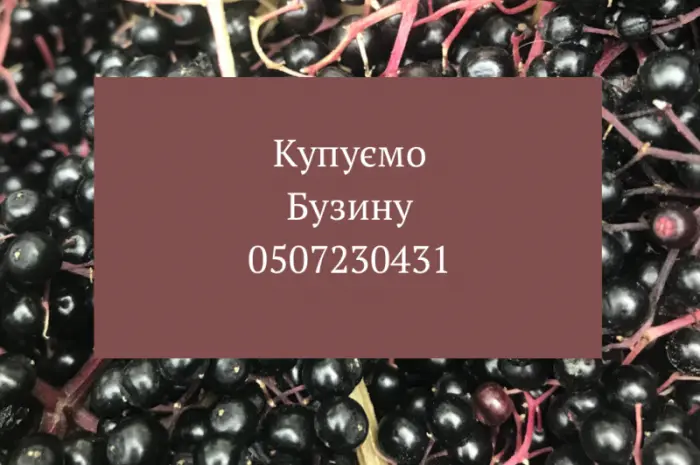 На постоянной основе покупаем ягоды бузины на грозди спелую- фото № 1