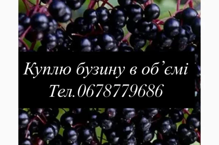 Куплю ягоди бузини- фото № 1