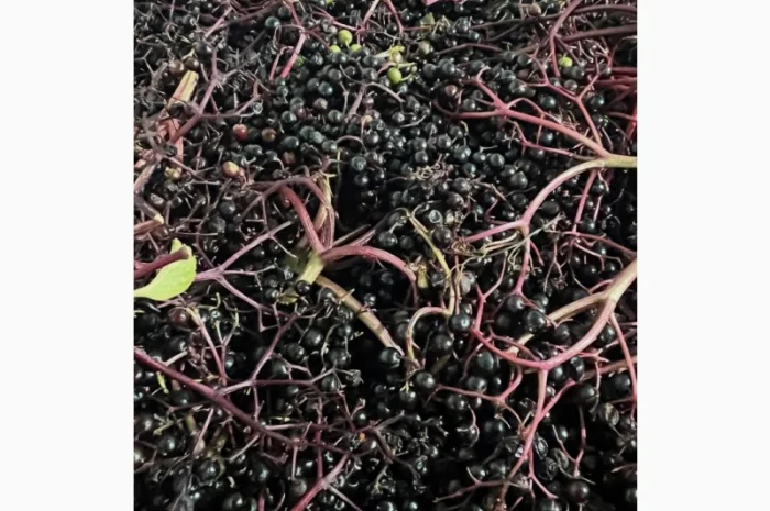 Куплю бузину- фото № 1