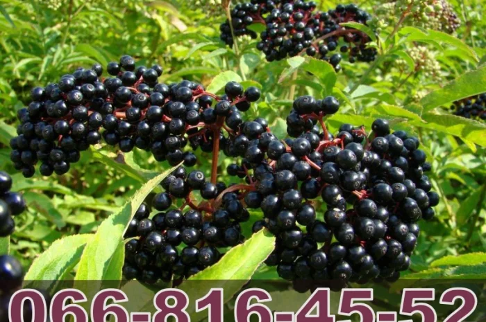 Купуємо бузину на пряму від населення! Дорого- фото № 1