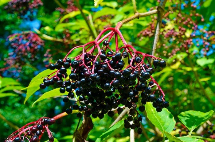 Закупаем бузину оптом- фото № 1