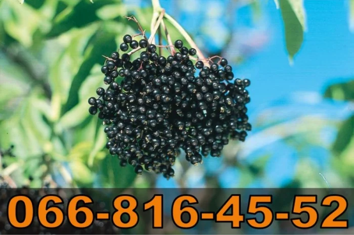 Куплю бузину от населения и заготовителей- фото № 1