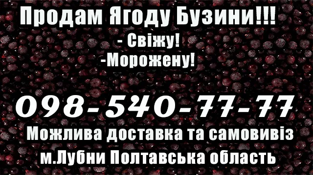 Пропонується ягода бузини гуртом та в роздріб!- фото № 1