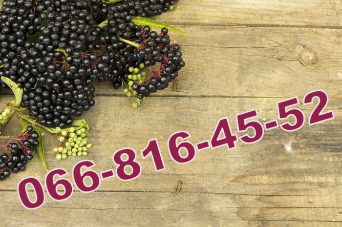 Завод купує бузину за високими цінами- фото № 1