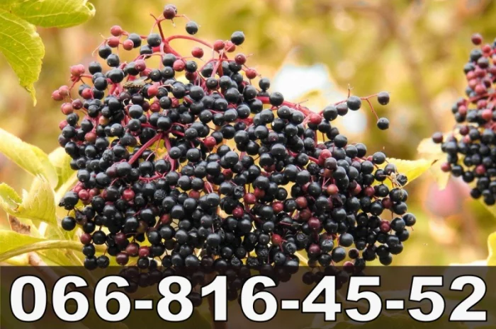 Закупка свежей ягоды бузины- фото № 1