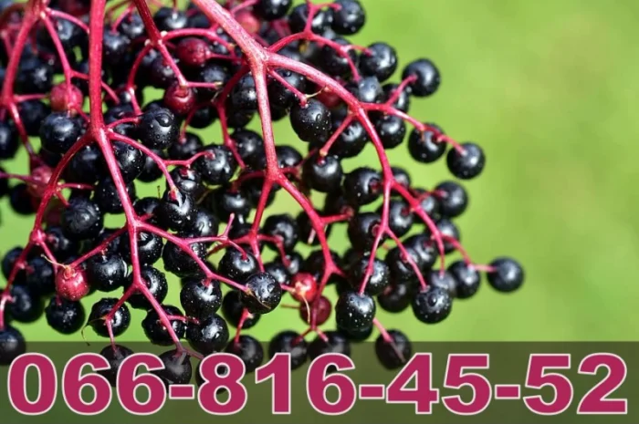 Купуємо бузину оптом у виробника "Лубни Торг"- фото № 1