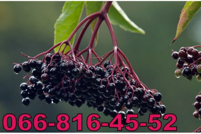 Закупаем бузину на заморозку- фото № 1