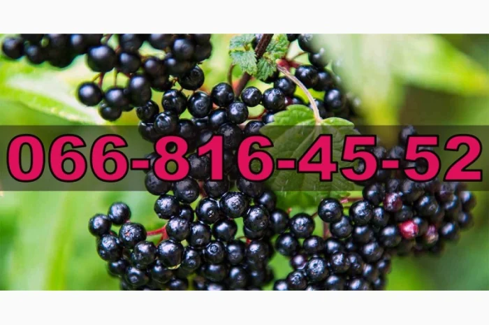 Закупаем бузину на ящик и бочку от населения и оптовиков- фото № 1