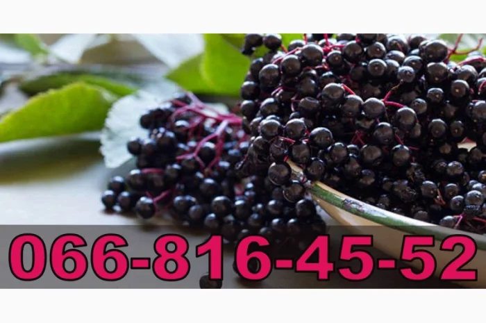 Закупка бузины в любом объеме! Высокая цена- фото № 1