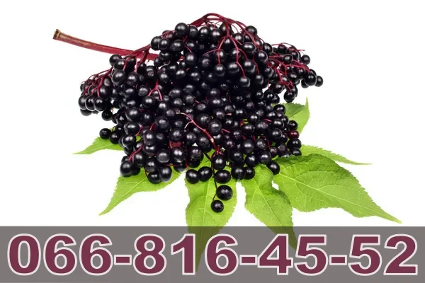 Завод закуповує оптом бузину для переробки та заморозки- фото № 1