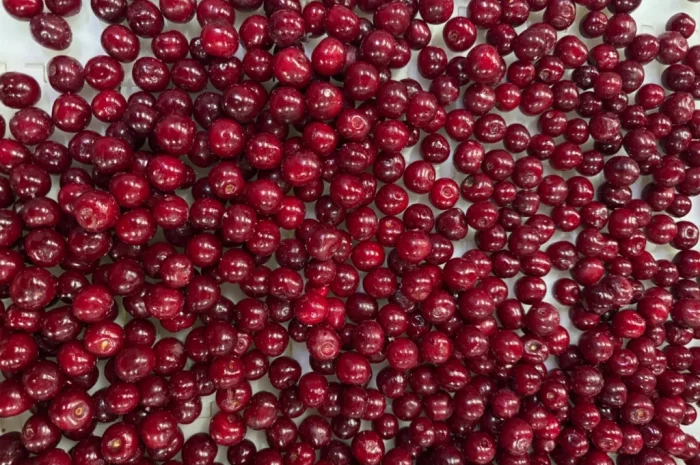 Продам вишню- фото № 2