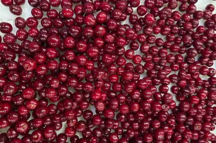 Продам вишню- фото № 2