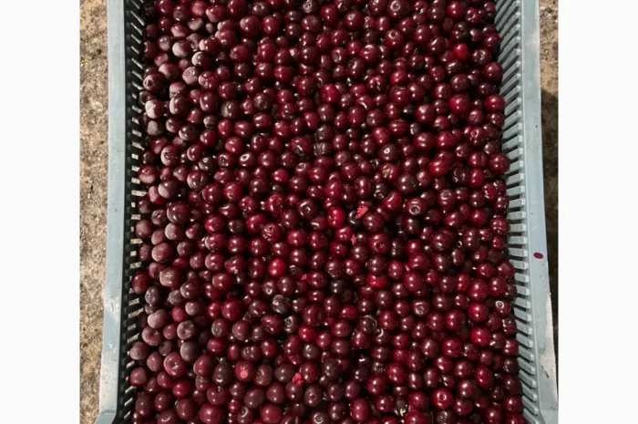 Продам вишню шокової заморозки- фото № 1