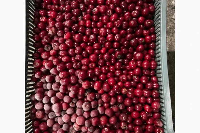 Продам вишню шокової заморозки- фото № 2