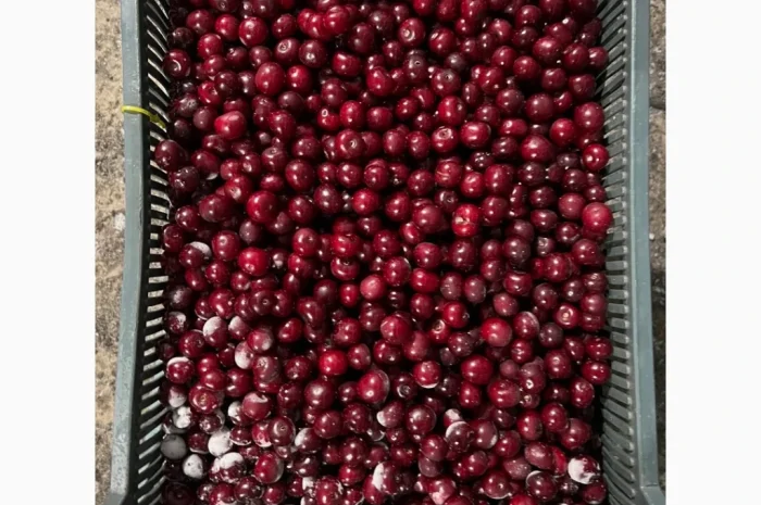 Продам вишню шокової заморозки- фото № 4