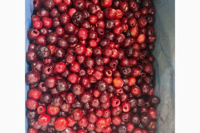 Продам вишню б/к. Свіжоморожена- фото № 1