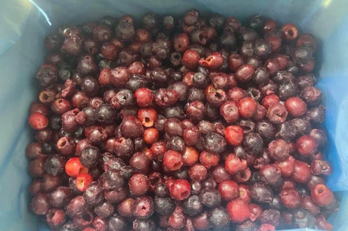 Продам вишню б/к. Свіжоморожена- фото № 2