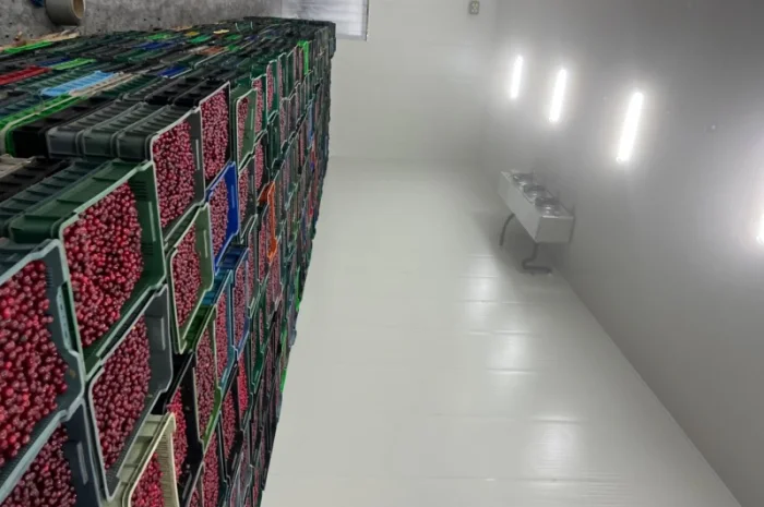 Продам Вишню заморожену- фото № 1