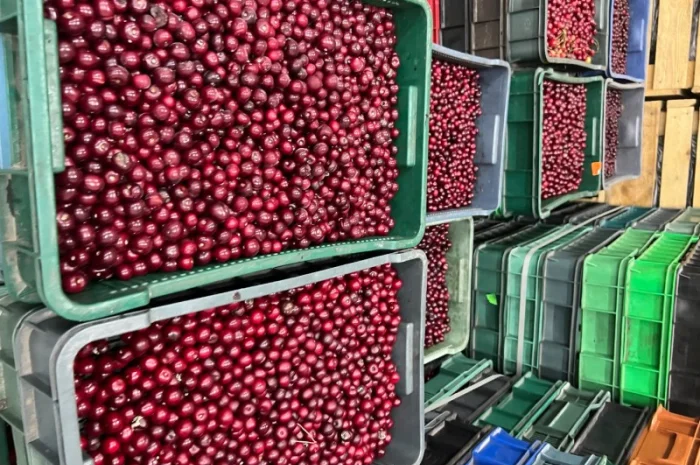 Продам Вишню заморожену- фото № 2