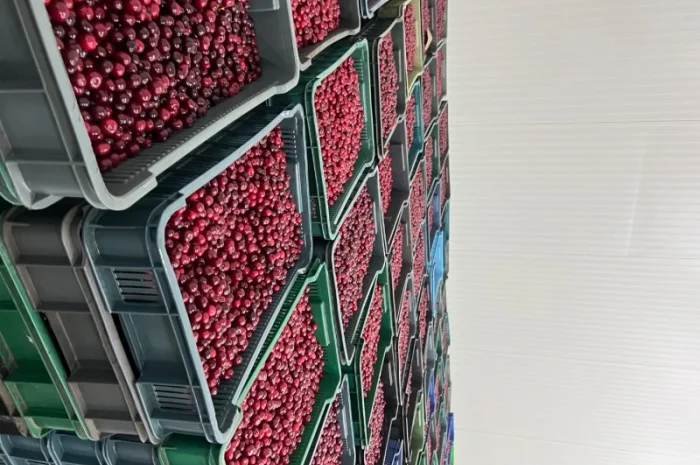 Продам Вишню заморожену- фото № 3