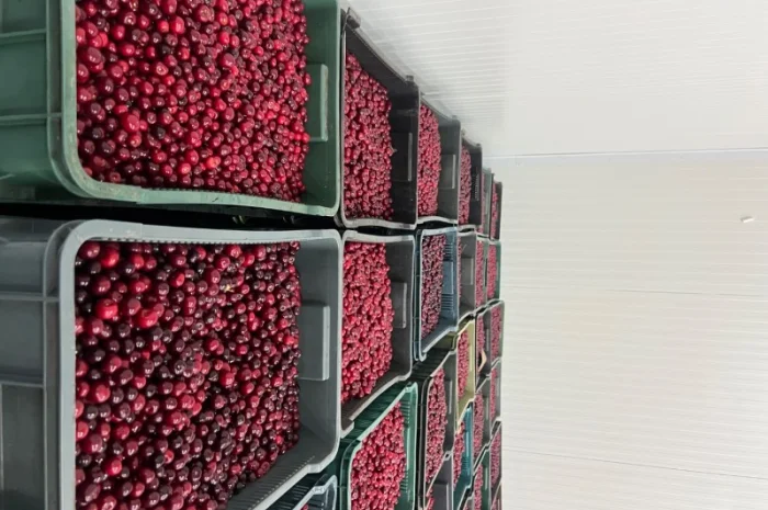 Продам Вишню заморожену- фото № 4