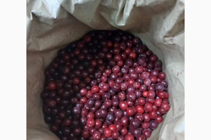Куплю заморожену вишню з кісточкою- фото № 1