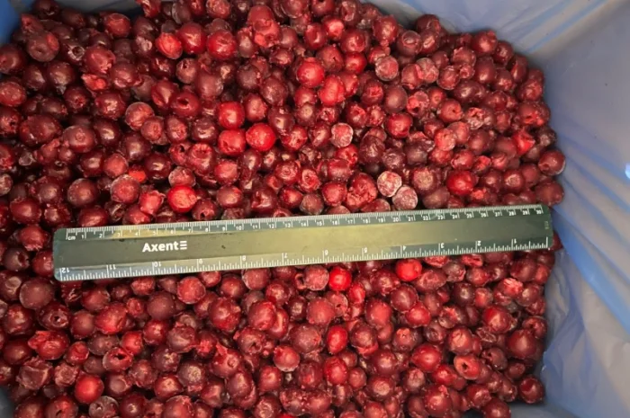 Продам вишню заморожену- фото № 1