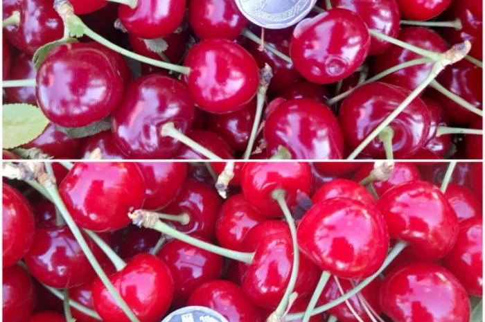 Продам вишню Метеор отличного качества- фото № 1