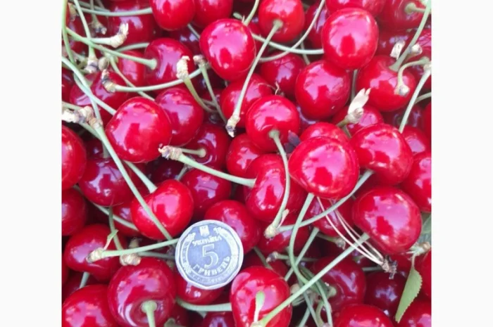 Продам вишню Метеор отличного качества- фото № 2