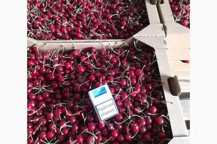 Продам вишню Метеор отличного качества- фото № 5