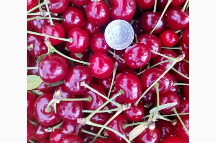 Продам вишню Метеор отличного качества- фото № 6