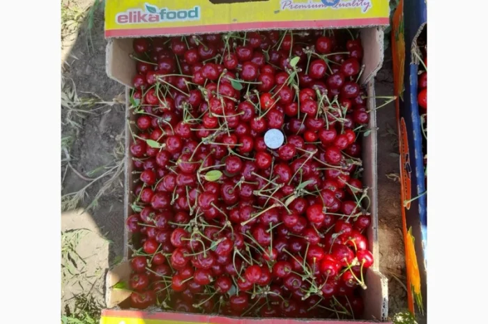 Продам вишню Метеор отличного качества- фото № 7