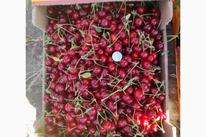 Продам вишню Метеор отличного качества- фото № 8