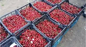 Садовая вишня без хвостика | Киевская обл | Урожай 2025 | Опт от 10 тонн- фото № 1