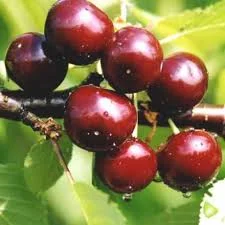 Оптовая вишня из сада 2025 | Кировоградщина | Для переработки- фото № 1