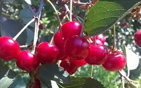 Садова вишня без хвостика | Миколаївщина | Урожай 2025 | Гурт від 10 т- фото № 1